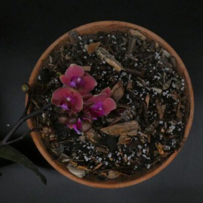 Orchideen-Erde Epiphyt