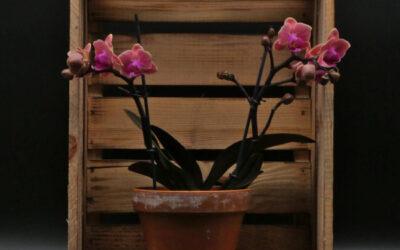 Orchideen Pflege richtig machen
