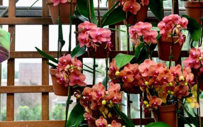 Orchideen vermehren: Ein Leitfaden exotische Vielfalt