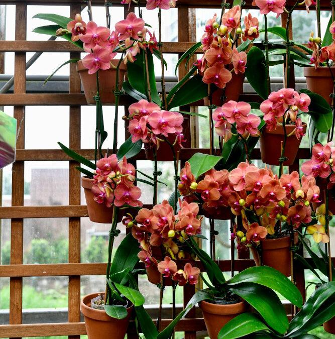 Orchideen vermehren: Ein Leitfaden exotische Vielfalt