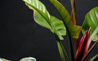 Philodendron Vermehren: Der Leitfaden für Grünpflanzenliebhaber