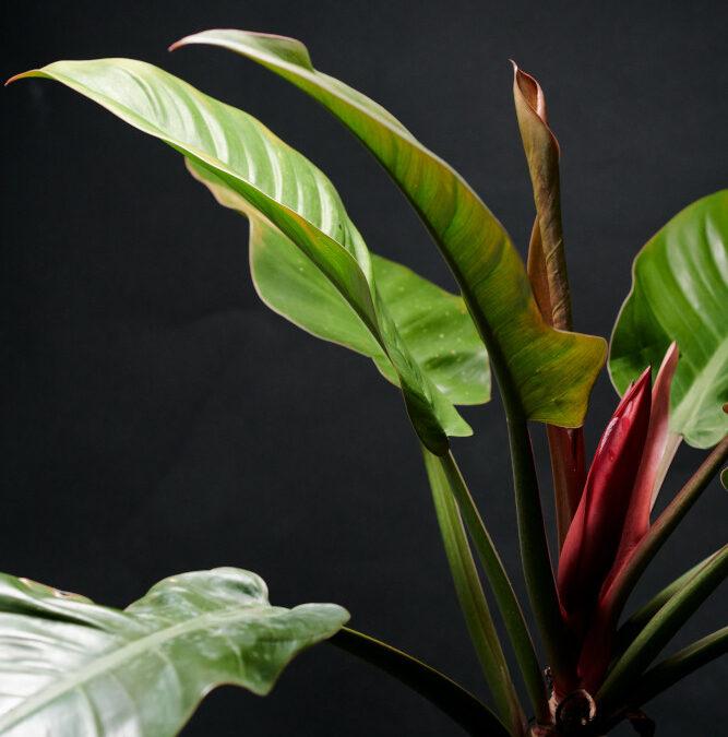 Philodendron Vermehren: Der Leitfaden für Grünpflanzenliebhaber