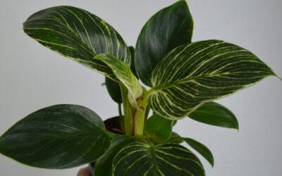 Philodendron Pflege – Der Profi Leitfaden
