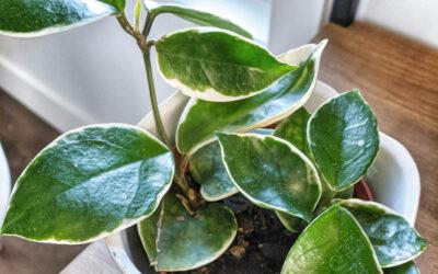 Hoya vermehren, so erweiterst du deine Pflanzenfamilie